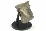 Hadrosaur (Maiasaura) Phalanx with Stand - Montana #265972-1
